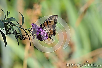 Western Tiger Swallowtail Papilio rutulus Butterfly on Butterfly Bush Stock Photo