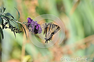 Western Tiger Swallowtail Papilio rutulus Butterfly on Butterfly Bush Stock Photo