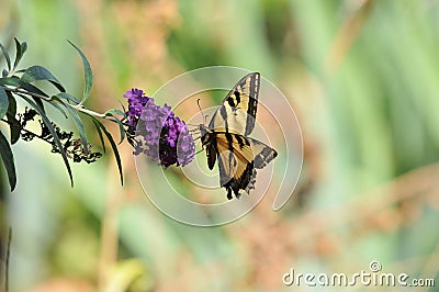 Western Tiger Swallowtail Papilio rutulus Butterfly on Butterfly Bush Stock Photo