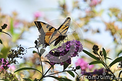 Western Tiger Swallowtail Papilio rutulus Butterfly on Butterfly Bush Stock Photo