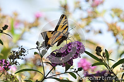 Western Tiger Swallowtail Papilio rutulus Butterfly on Butterfly Bush Stock Photo