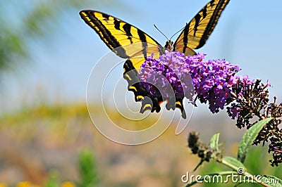 Western Tiger Swallowtail Papilio rutulus Butterfly on Butterfly Bush Stock Photo