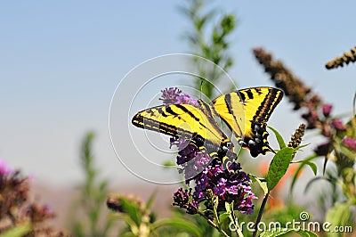 Western Tiger Swallowtail Papilio rutulus Butterfly on Butterfly Bush Stock Photo