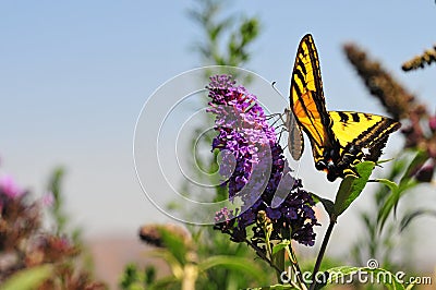 Western Tiger Swallowtail Papilio rutulus Butterfly Feeding at Butterfly Bush Stock Photo