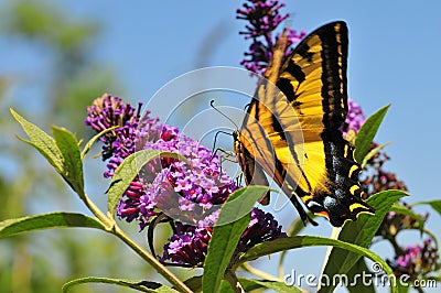 Western Tiger Swallowtail Papilio rutulus Butterfly Feeding at Butterfly Bush Stock Photo