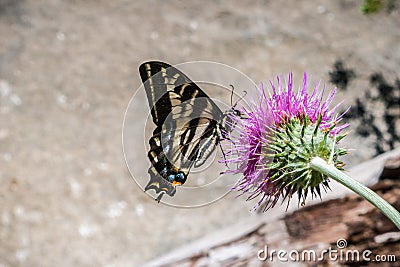 Western Tiger Swallowtail Papilio rutulus pollinating a thistle flower, Yosemite National Park, California Stock Photo