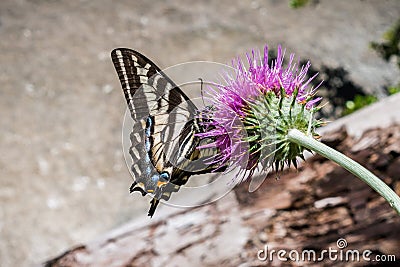 Western Tiger Swallowtail Papilio rutulus pollinating a thistle flower, Yosemite National Park, California Stock Photo