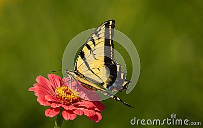 Western Tiger Swallowtail, Papilio rutulus, on Zinnia Flower at Montrose Botanic Gardens, Colorado Stock Photo