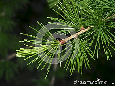 Western White Pine Or Pinus Monticola Stock Photo