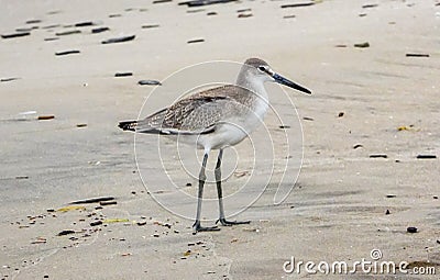 Western Willet Standing on a Sandy Beach Stock Photo