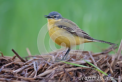 Western yellow wagtail calls from hay stack in the early morning Stock Photo