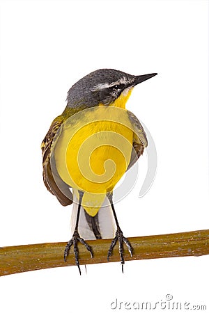 Western Yellow Wagtail isolated on white background Stock Photo