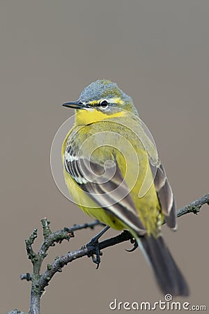 Western Yellow Wagtail Stock Photo