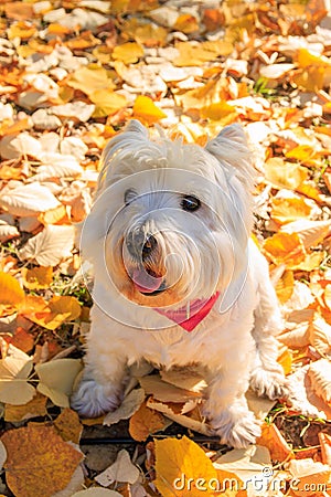 West Highland White Terrier sitting in the park with autumn leaves. Stock Photo
