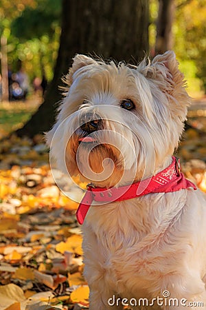 West Highland White Terrier sitting in the park with autumn leaves. Stock Photo