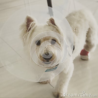 Westies Terrier Stock Photo