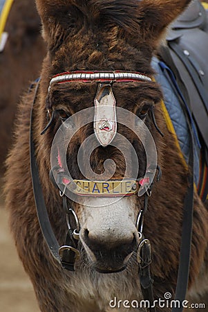 Beach ride Donkey Editorial Stock Photo