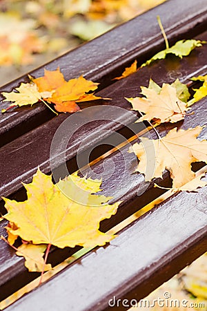 Wet autumn bench. Stock Photo