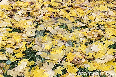 Wet leaves texture. background, nature. Stock Photo