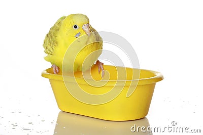 Wet, bathed parrot Stock Photo