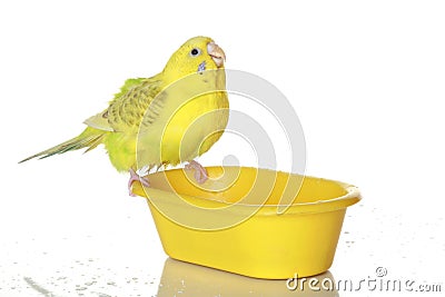 Wet, bathed parrot Stock Photo
