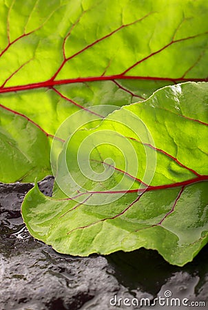 Wet beetroot leaves Stock Photo