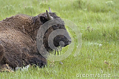 Wet bison on grass Stock Photo