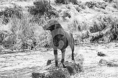 Wet Black Labrador standing on a rock in a river Stock Photo