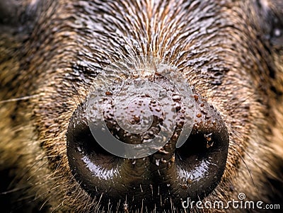 a wet brown animal nose Stock Photo