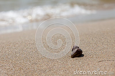 Wet brown snail shellfish on the sandy seashore. Summer vacation concept in hot countries Stock Photo