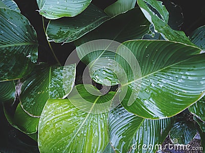 Wet calthea banana luthea cigar leaves after rain shot from top view with deep dark green fade mood color grade Stock Photo