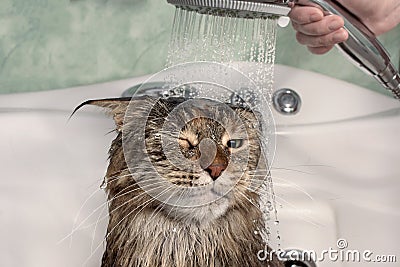 Wet cat in the bath Stock Photo