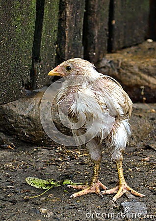 Wet chicken Stock Photo