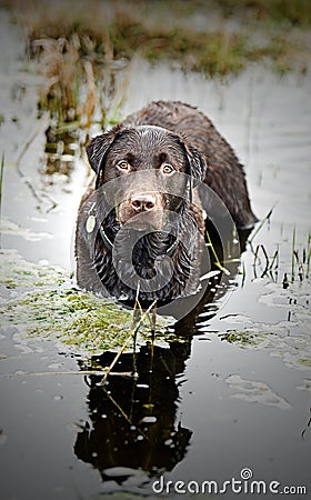 Wet Chocolate Labrador Standing in Stream Stock Photo