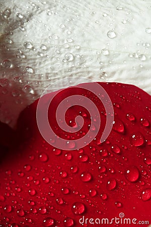 Wet close up macro rose petals, water drops Stock Photo