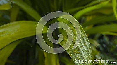 wet closeup bubble water drop on green leaf in nature wet when after raining on green color Stock Photo