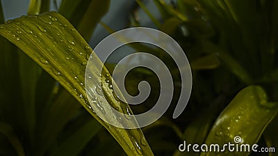 wet closeup bubble water drop on green leaf in nature wet when after raining on dark green color Stock Photo