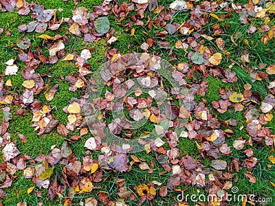 Wet colorful fallen aspen, alder, birch leaves on the grass, seasonal, autumn Stock Photo