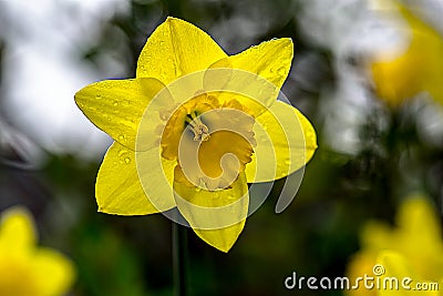 Wet Daffodil Sunlight Stock Photo