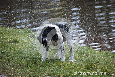 Wet dog Stock Photo