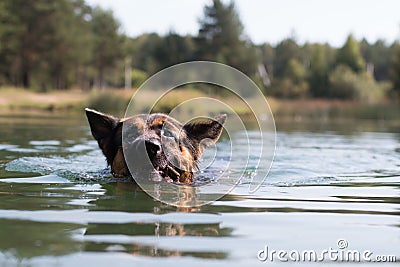 Wet dog german shepherd in a water in a summer Stock Photo