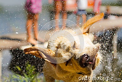 Wet dog shake his head Stock Photo