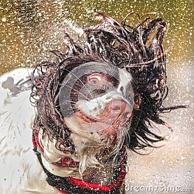 Wet dog shaking head Stock Photo