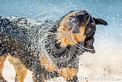 Wet dog shaking near water Stock Photo