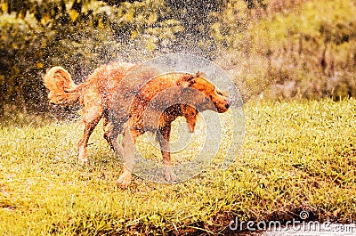 Wet dog shaking and splashing water drops all around. Stock Photo