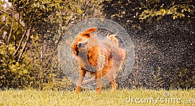 Wet dog shaking and splashing water drops all around. Stock Photo