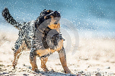 Wet dog shaking Stock Photo