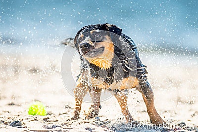 Wet dog shaking near sea Stock Photo