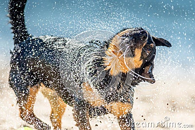 Wet dog shaking near water Stock Photo