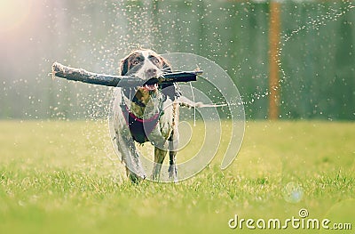 Wet dog Stock Photo